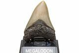 Serrated, Fossil Megalodon Tooth - North Carolina #204550-2